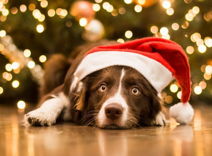 Wallpaper Christmas, New Year, dog, cute animals, 5k, Animals 759007818